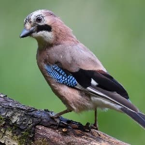 Profielfoto